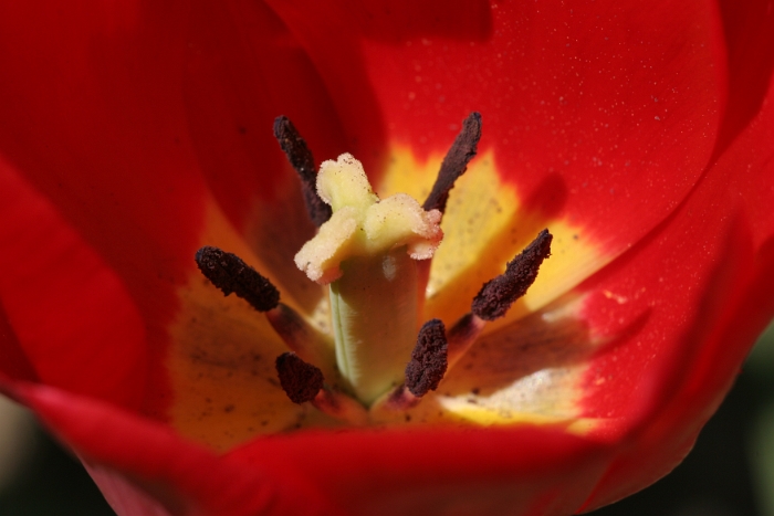 Tulipes a Morges 2006 - 094